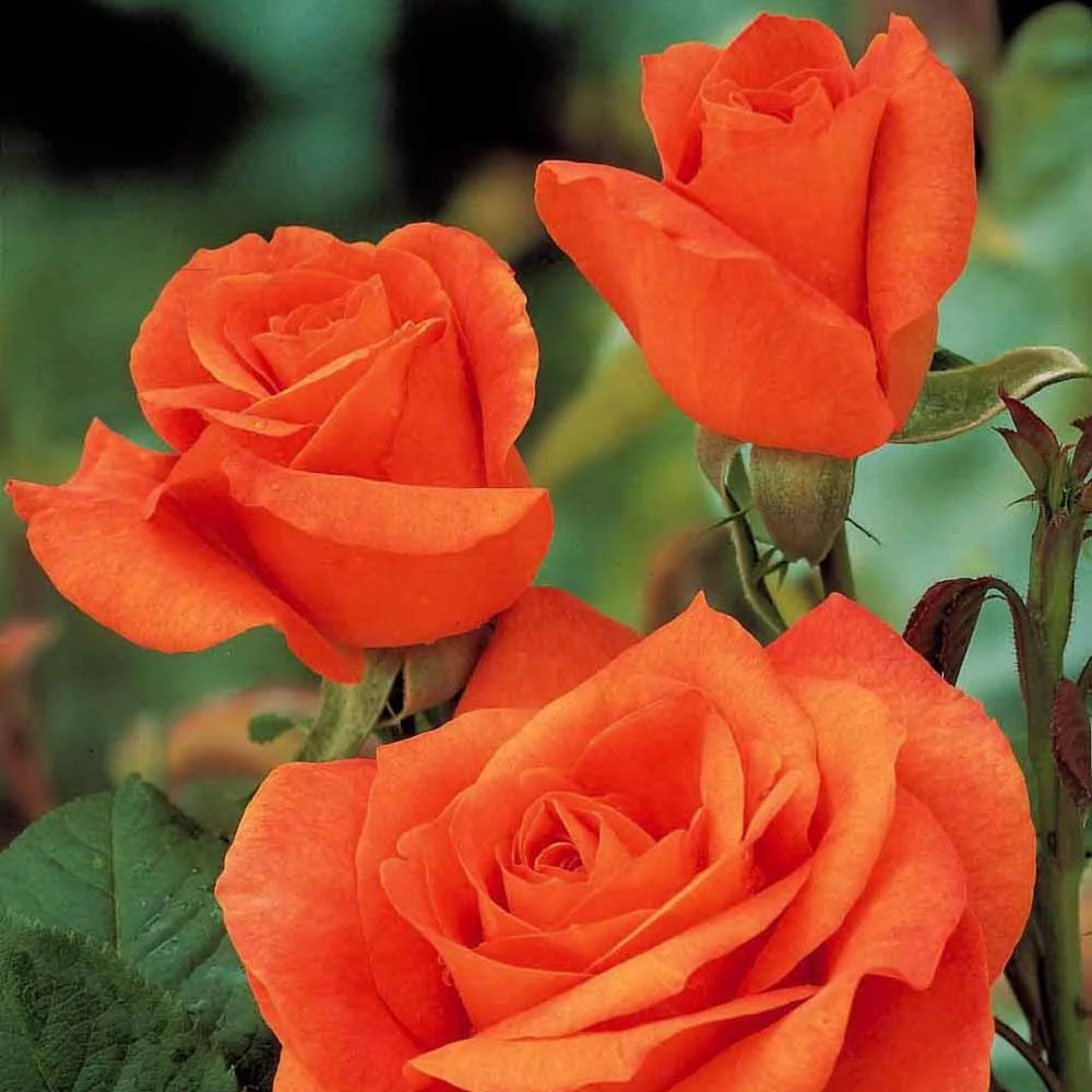 Strauchrose Doris Tysterman - Image 3