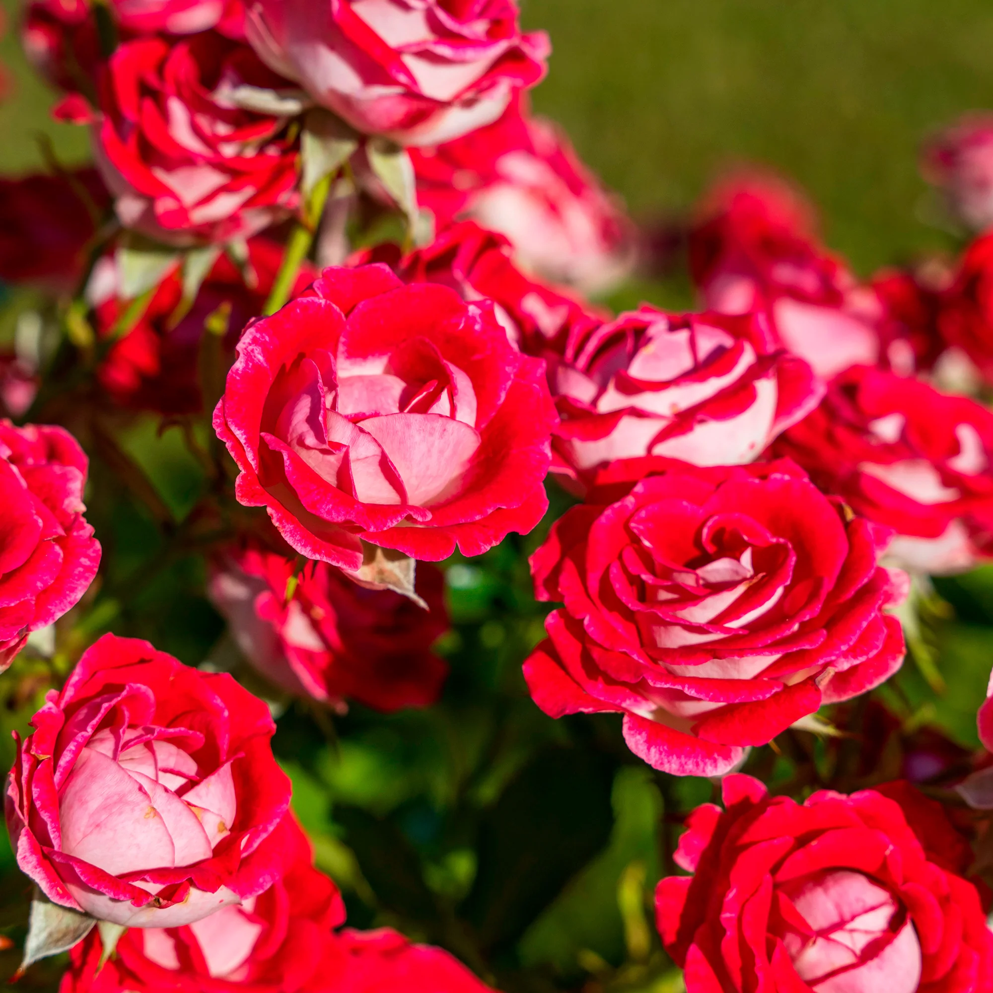 Strauchrose Osiria - Image 2
