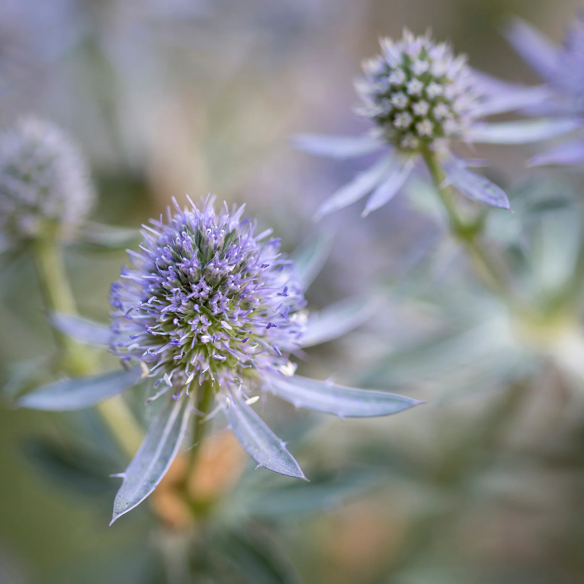 Mannstreu 'Blauer Zwerg' - Image 2