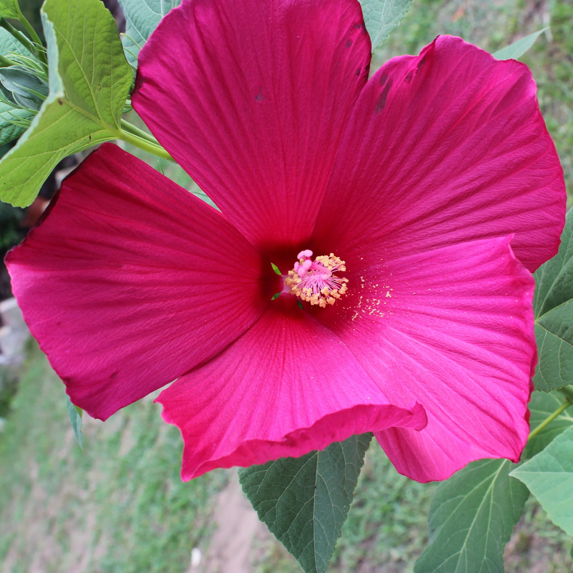 Sumpf-Hibiskus