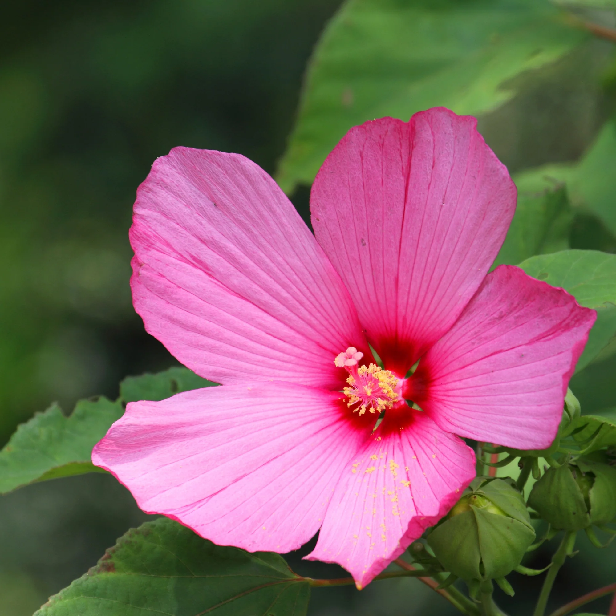 Sumpf-Hibiskus - Image 2