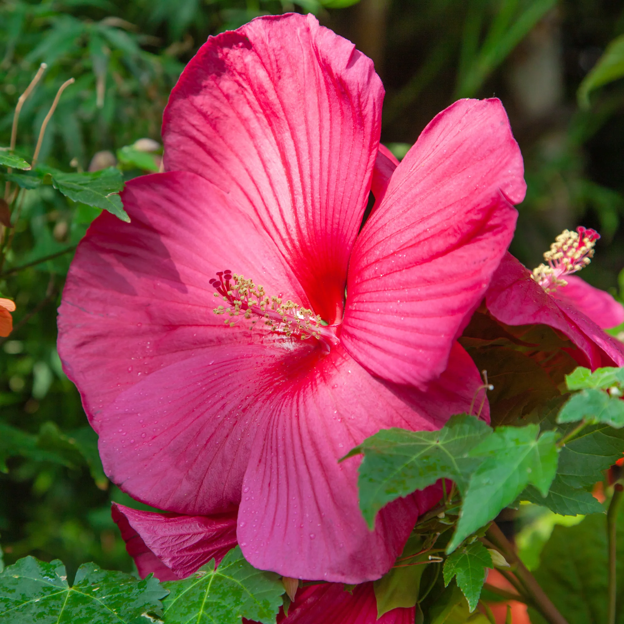 Sumpf-Hibiskus - Image 3