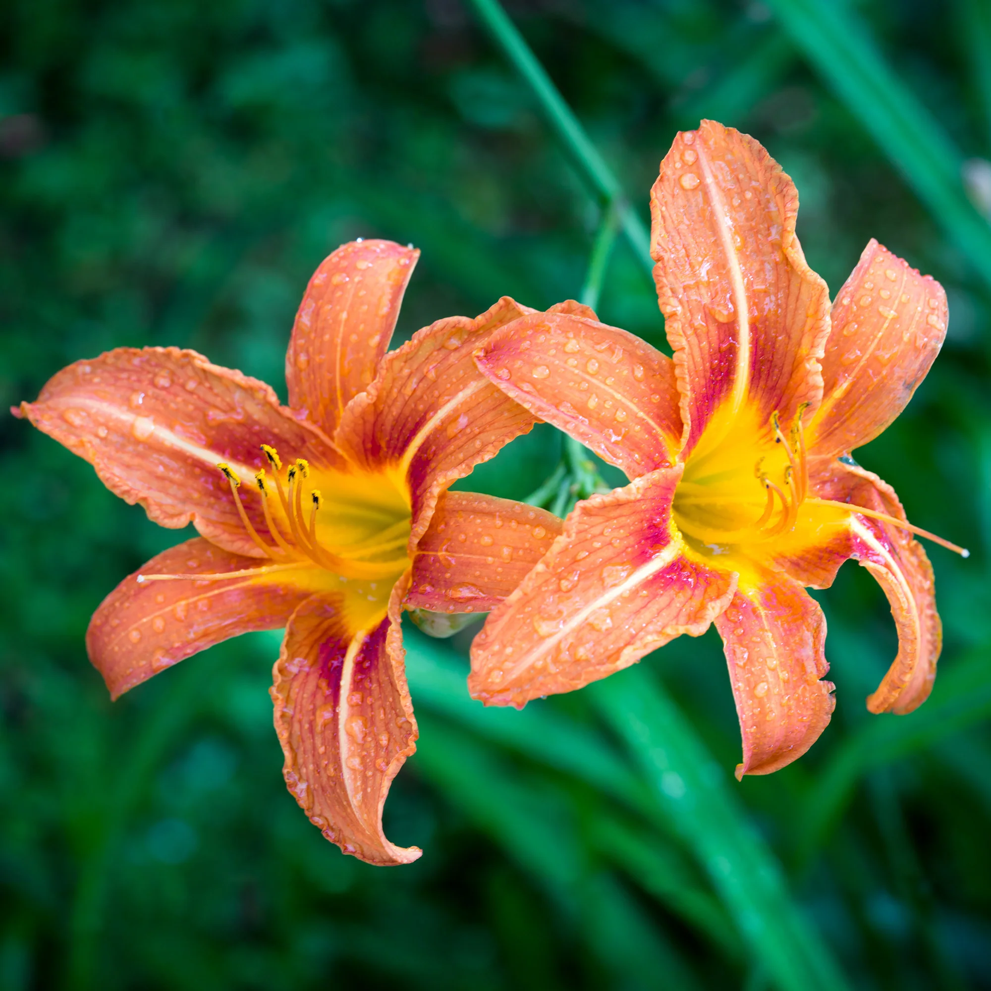 Taglilien Mischung (x5) - Image 3