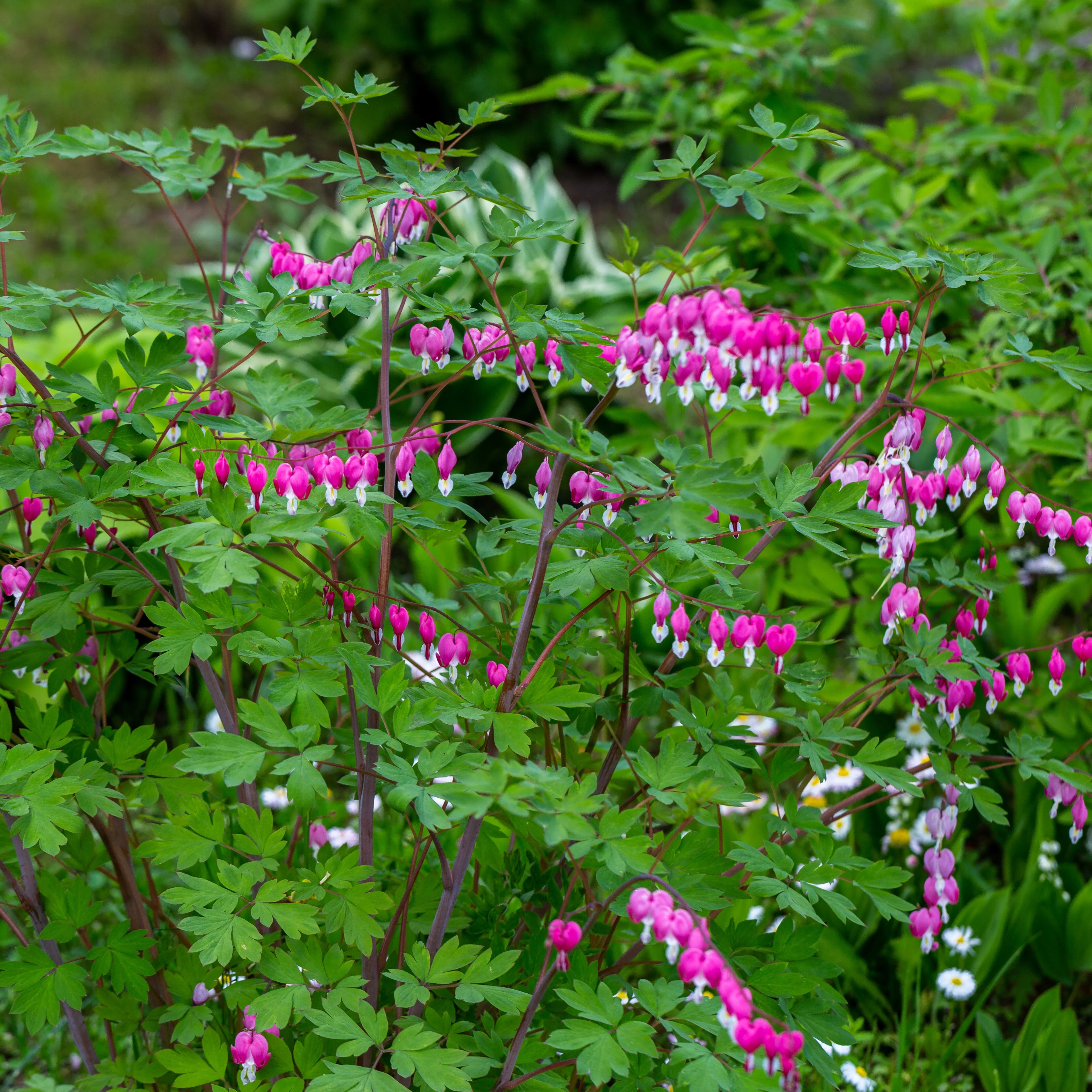 Tränendes Herz Mischung (3 rosa + 1 weiß) (x4) - Image 2