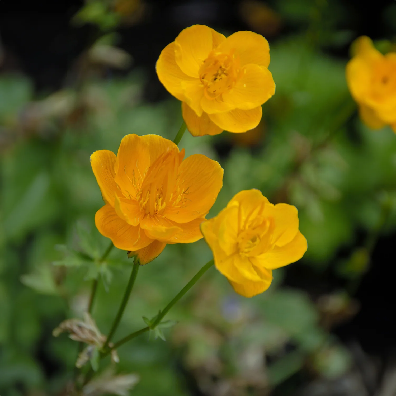 Chinesische Trollblume ‘Golden Queen’