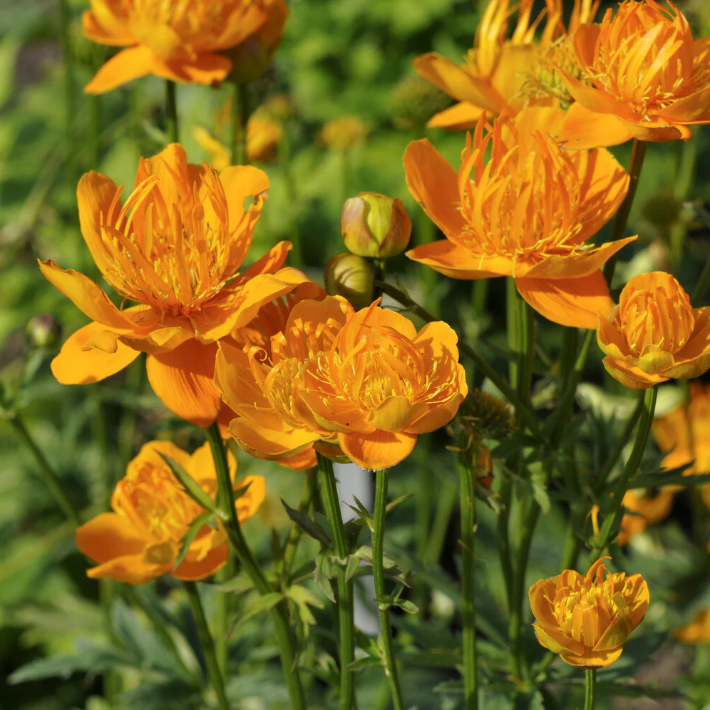 Chinesische Trollblume ‘Golden Queen’ - Image 2