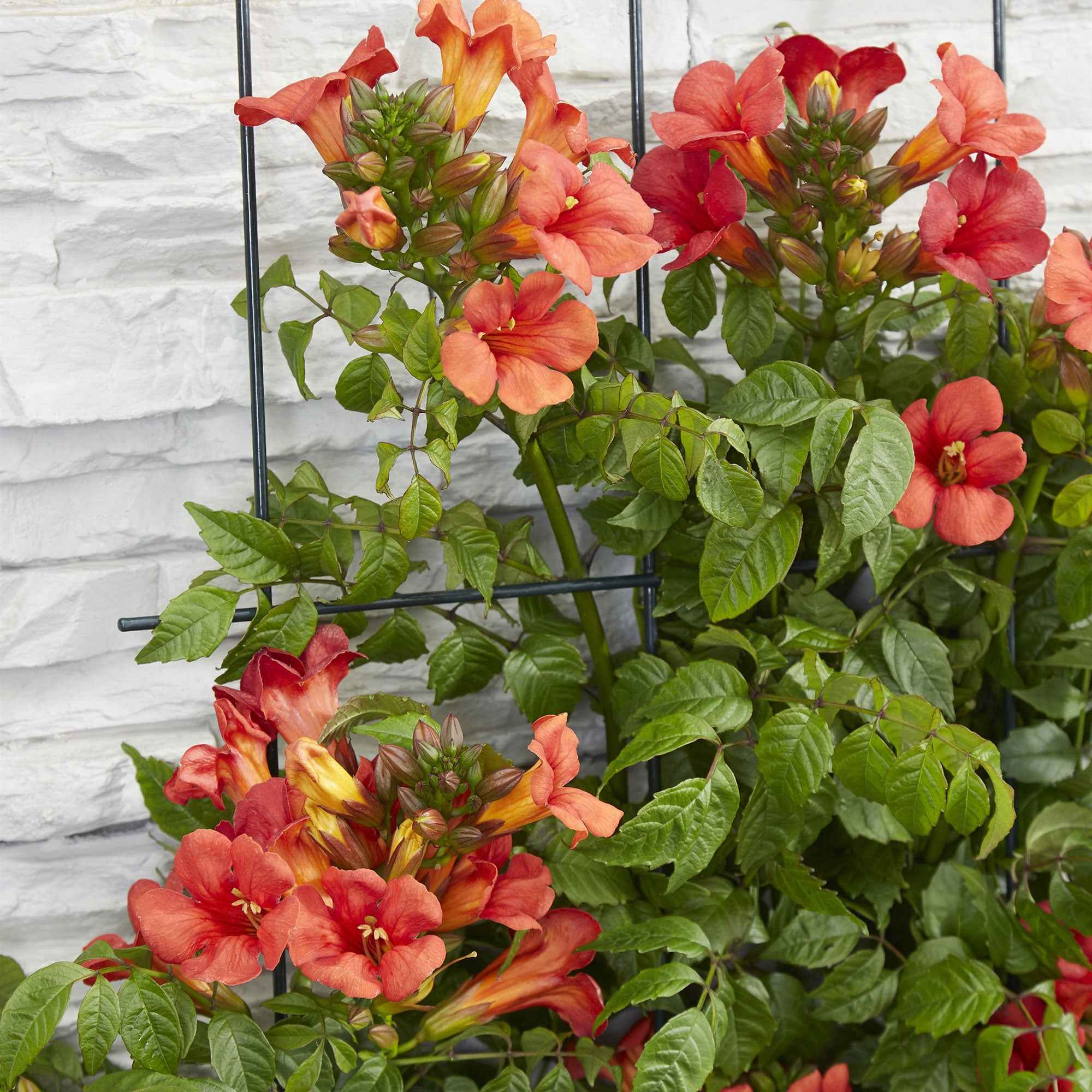 Trompetenblume 'Fire Trumpet' - Image 3