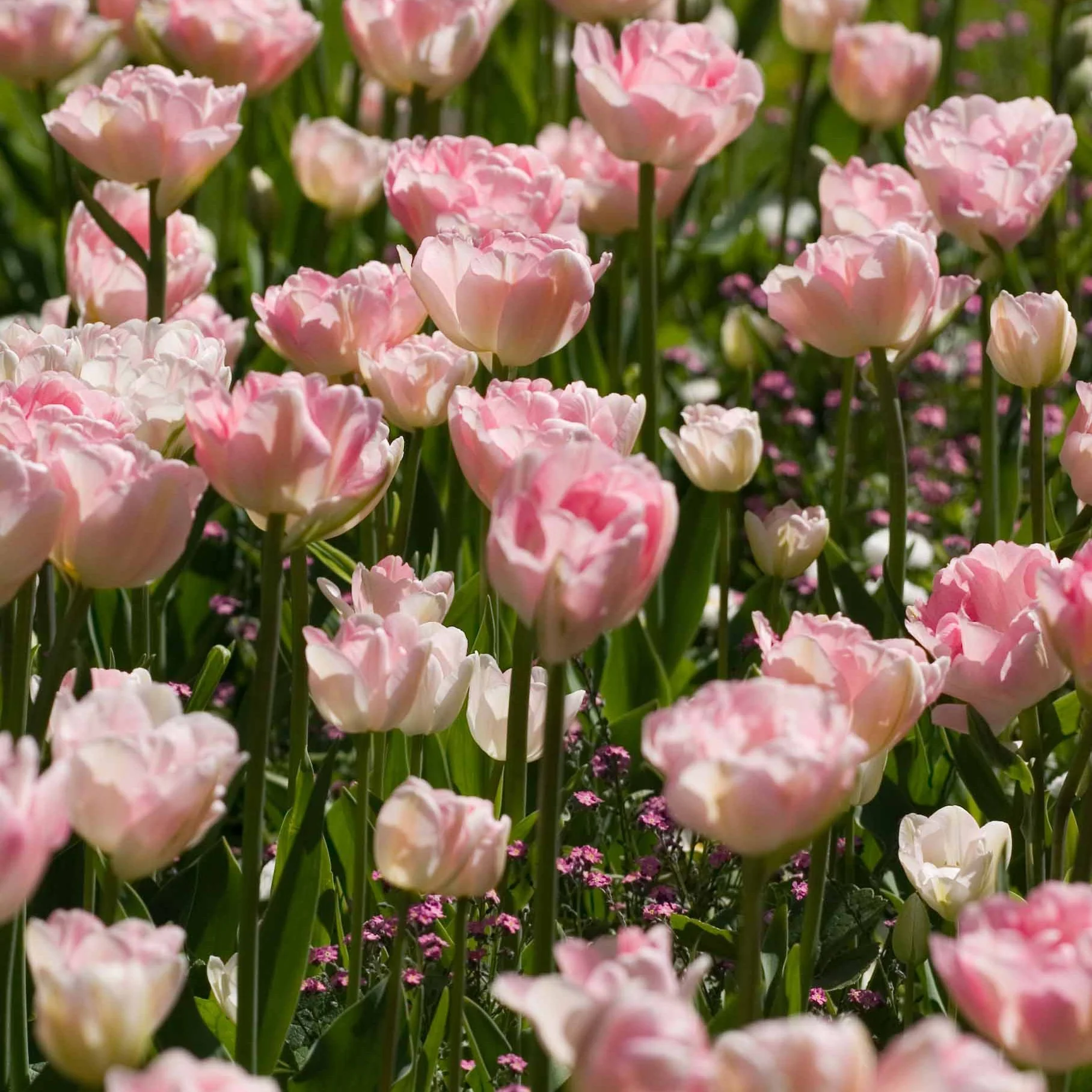Tulpe Angelique (x10) - Image 3