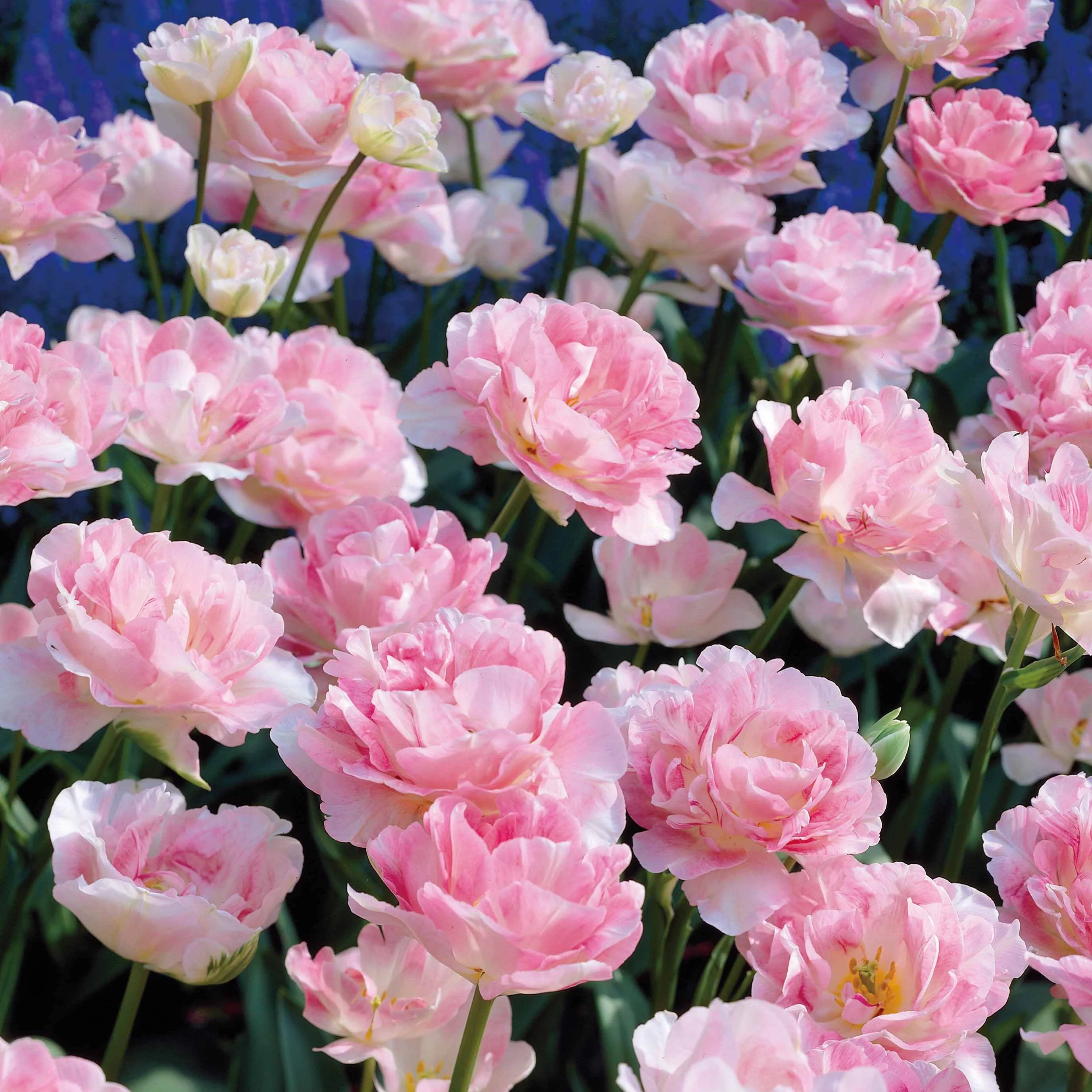 Tulpe Angelique (x10) - Image 5