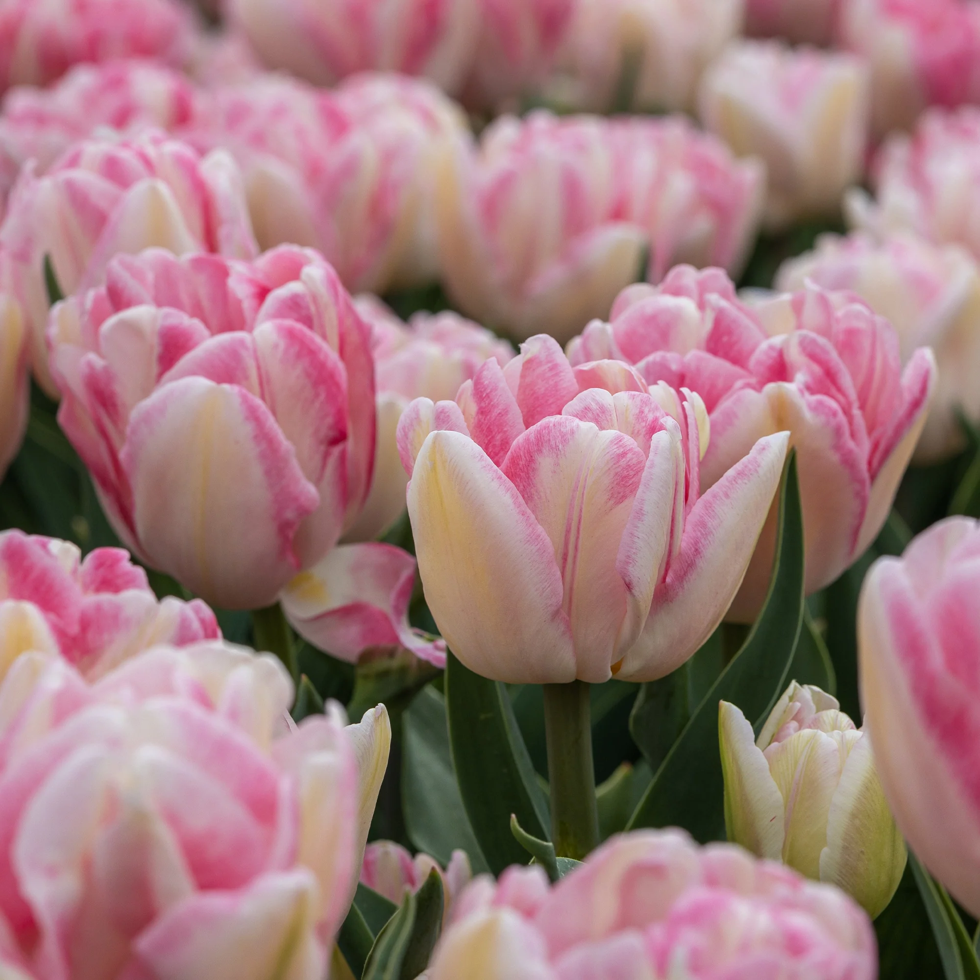 Tulpen 'Foxtrot' (x10)