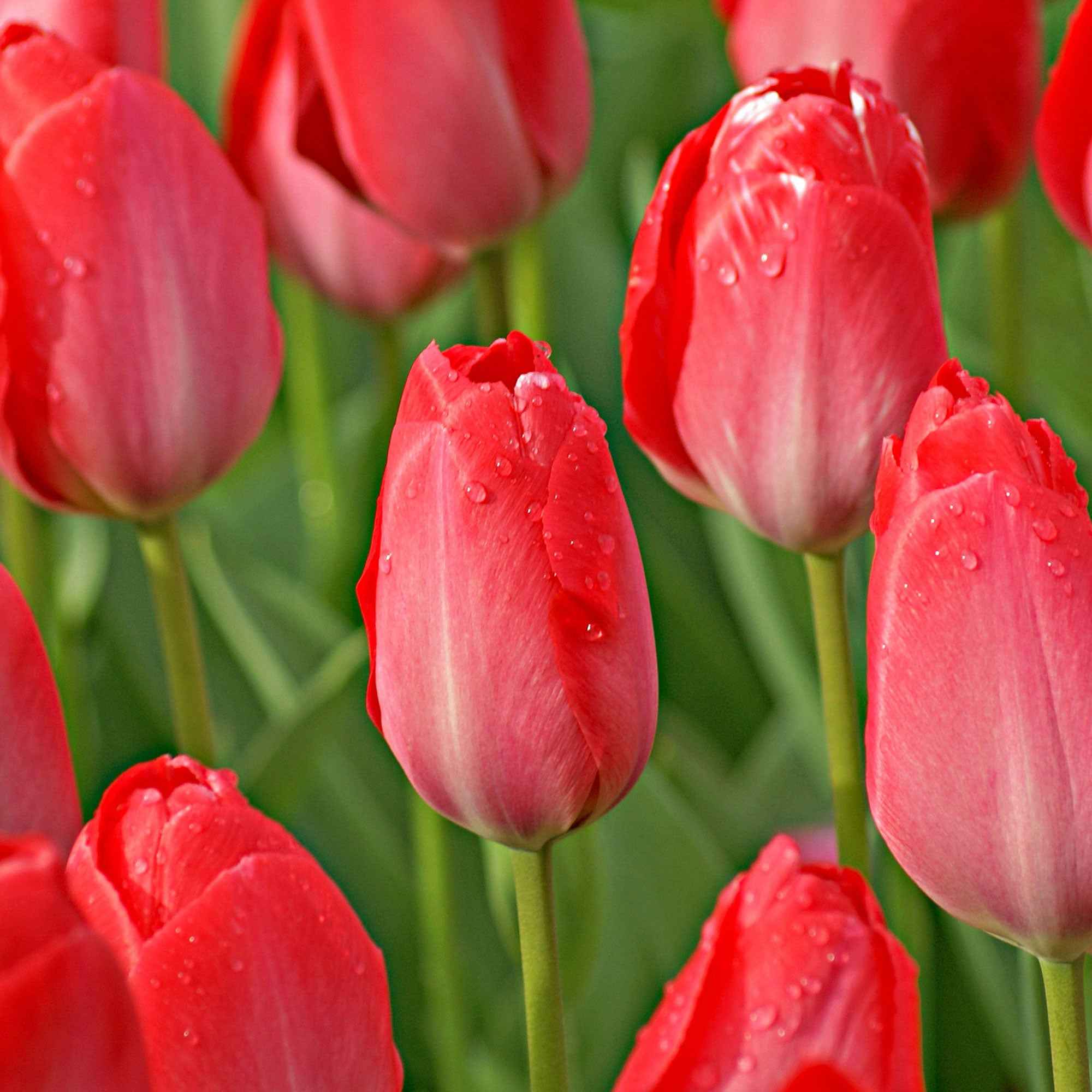 Tulpen 'Van Eijk' (x10)
