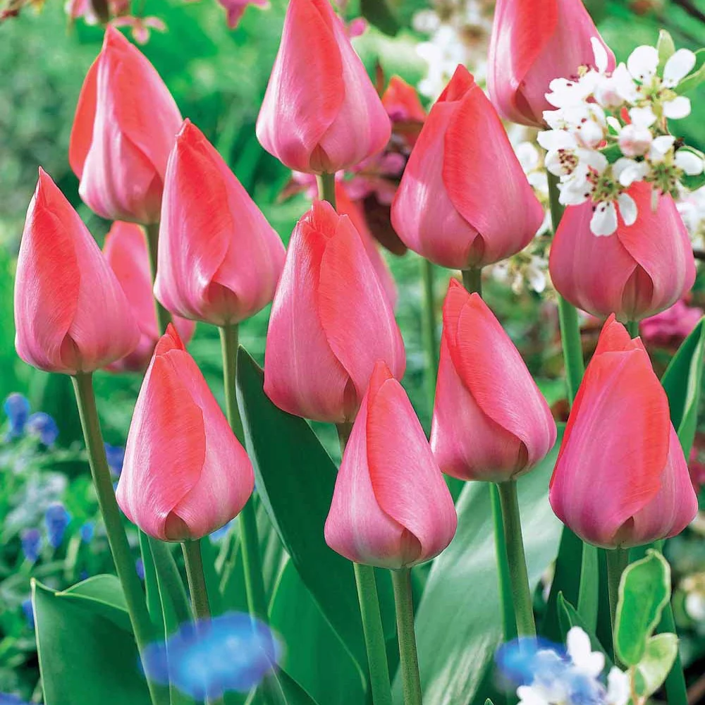 Tulpen 'Van Eijk' (x10) - Image 2