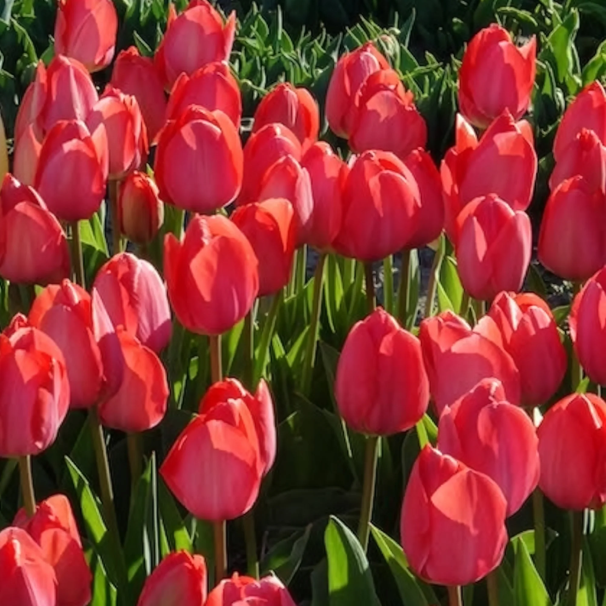 Tulpen 'Van Eijk' (x10) - Image 3