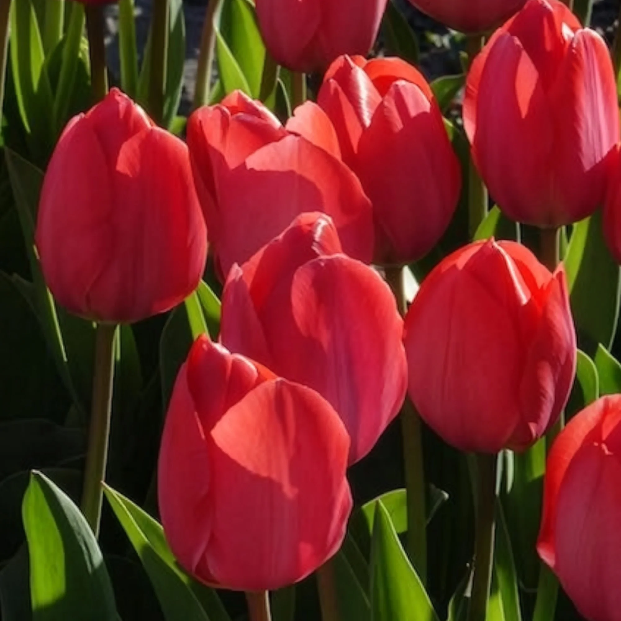 Tulpen 'Van Eijk' (x10) - Image 4