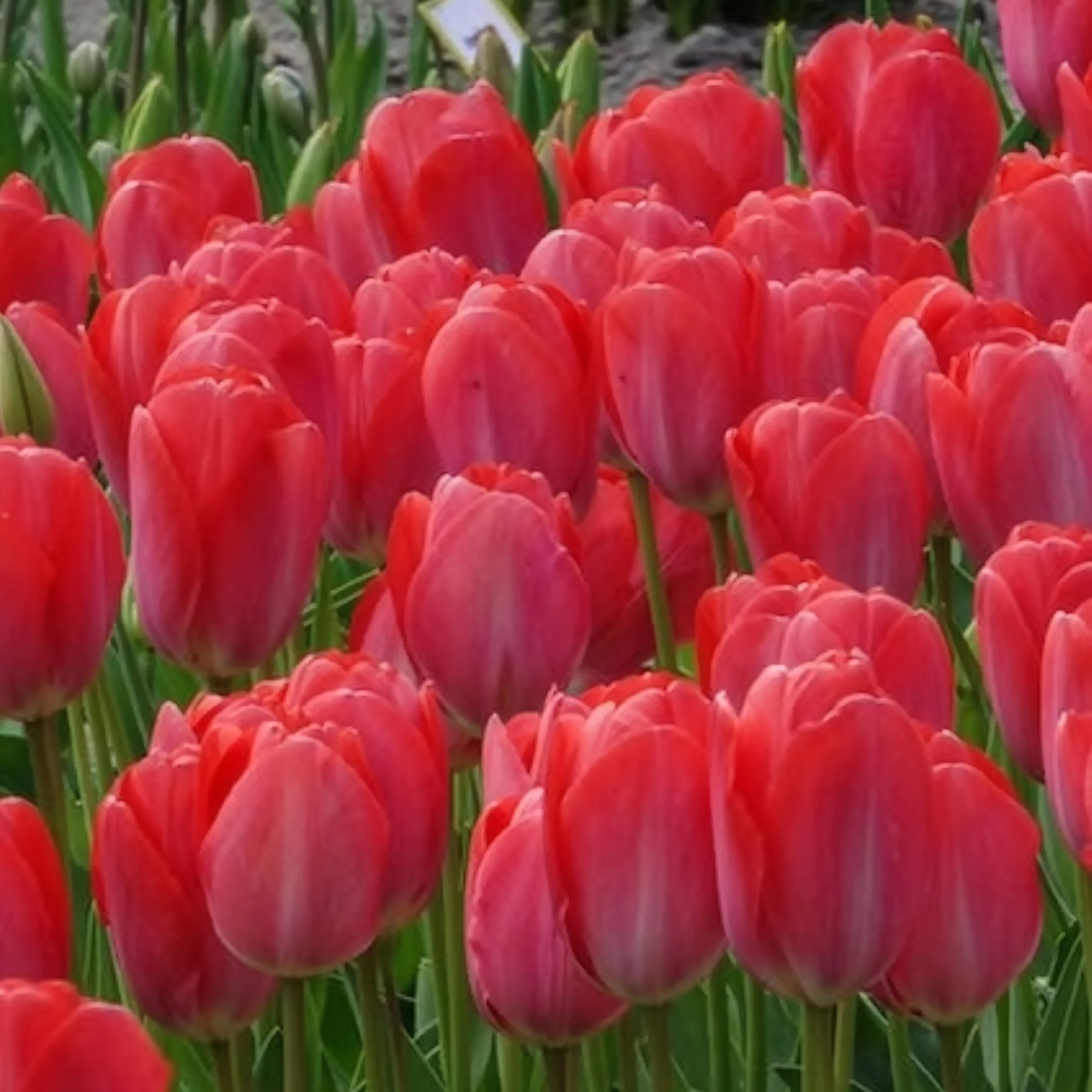Tulpen 'Van Eijk' (x10) - Image 5