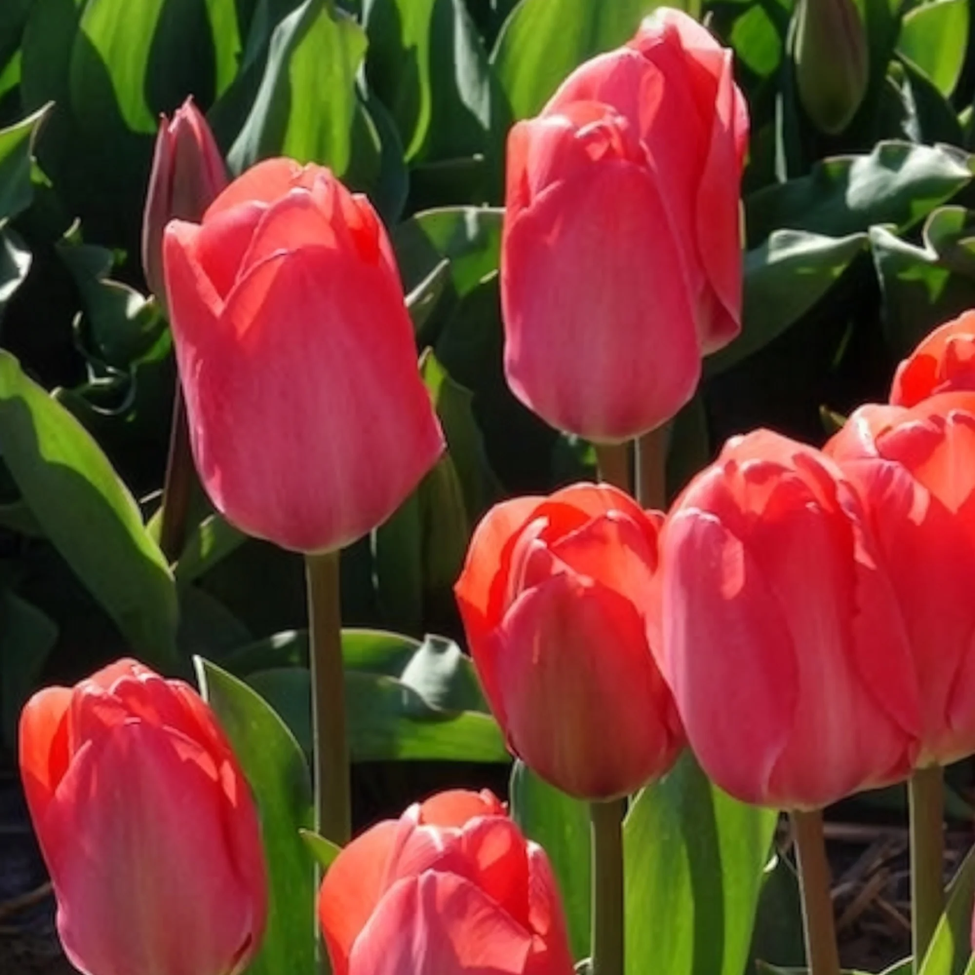 Tulpen 'Van Eijk' (x10) - Image 6
