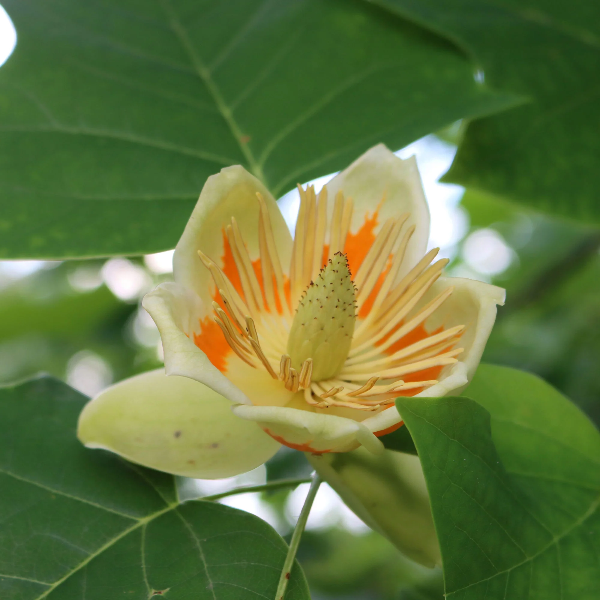 Tulpenbaum - Image 3