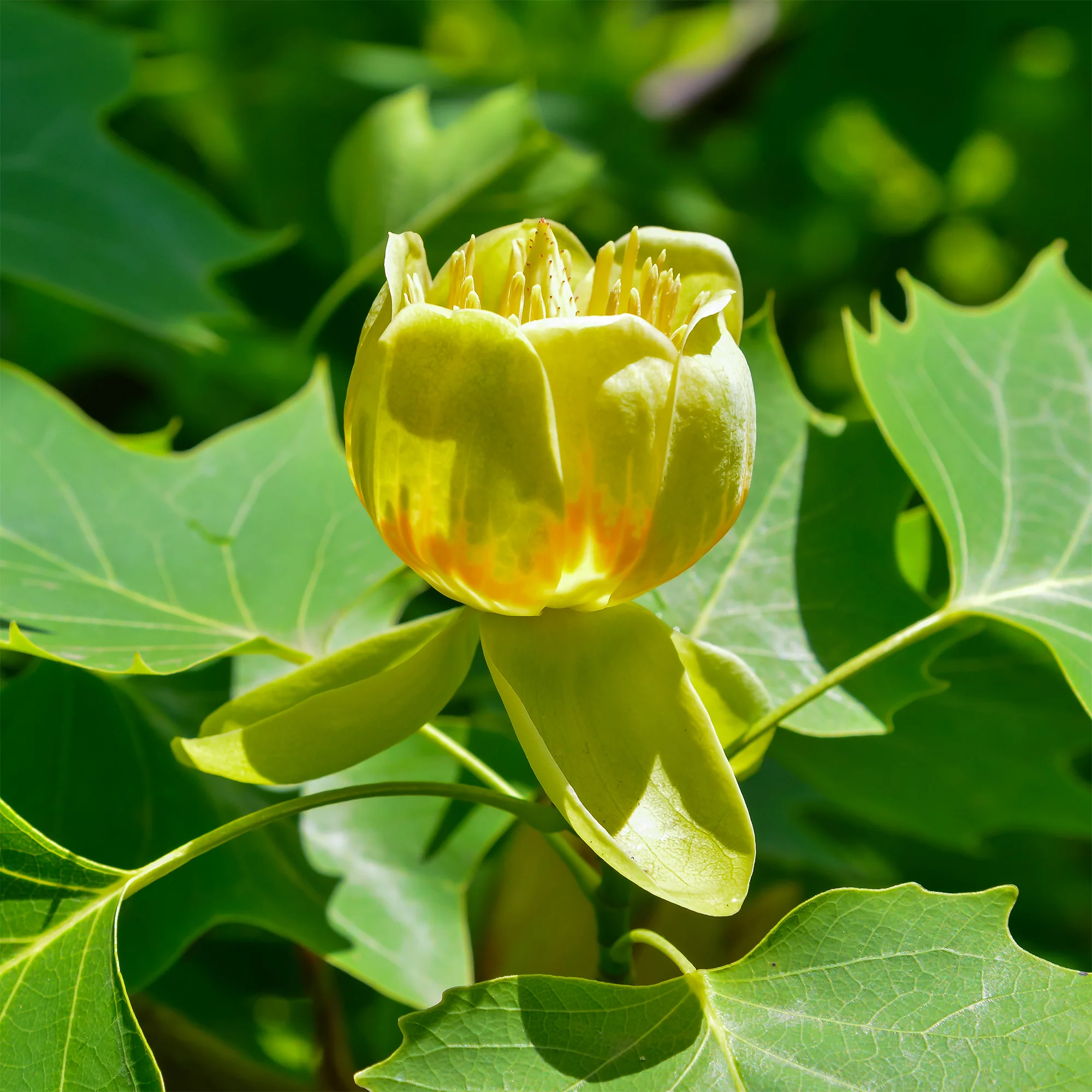 Tulpenbaum - Image 4