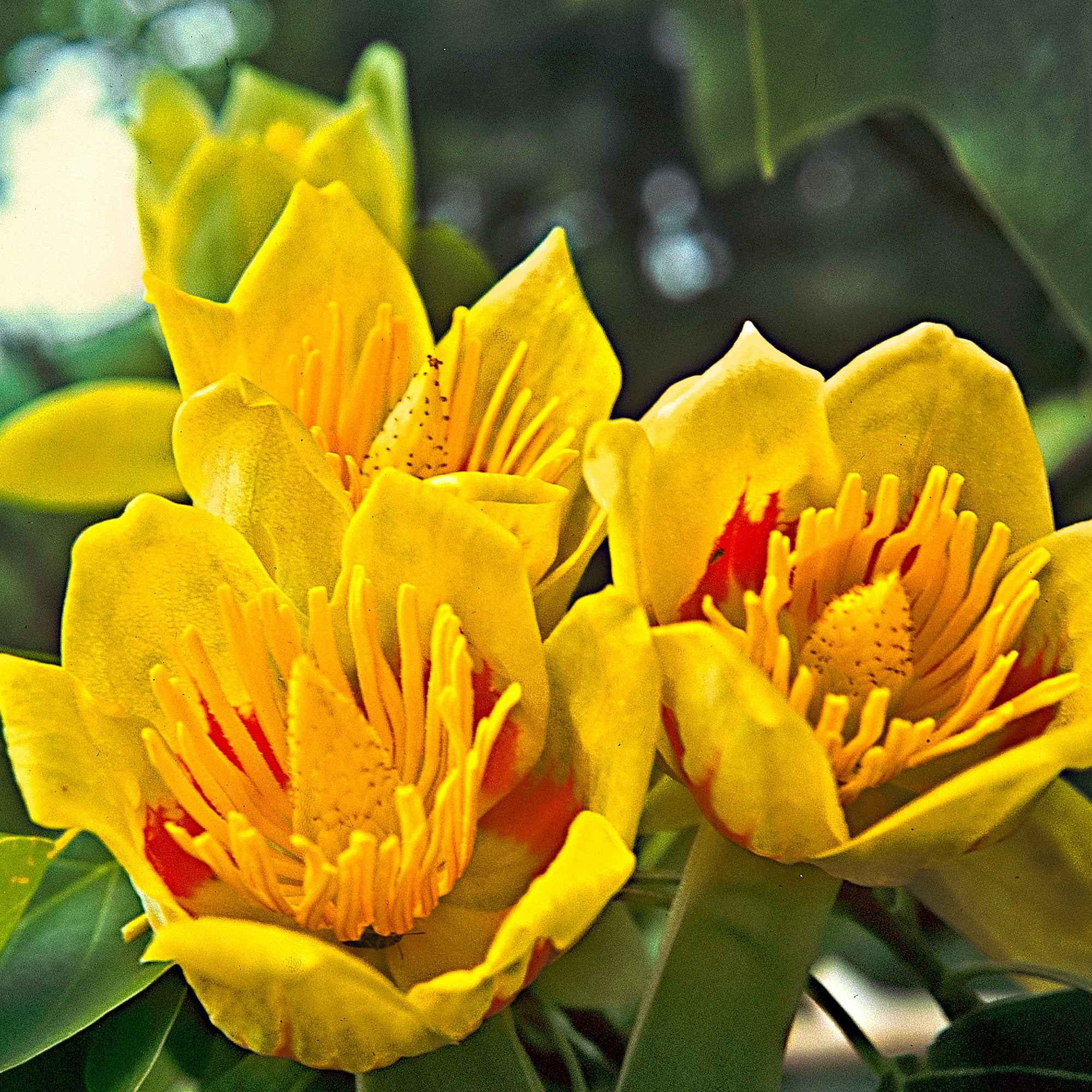 Tulpenbaum - Image 9