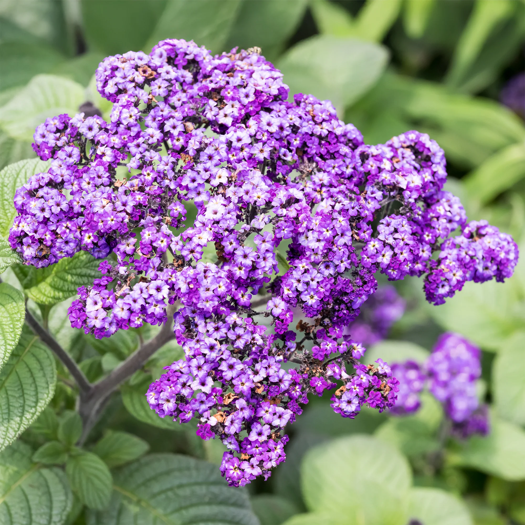 Vanilleblume (x3) - Image 2
