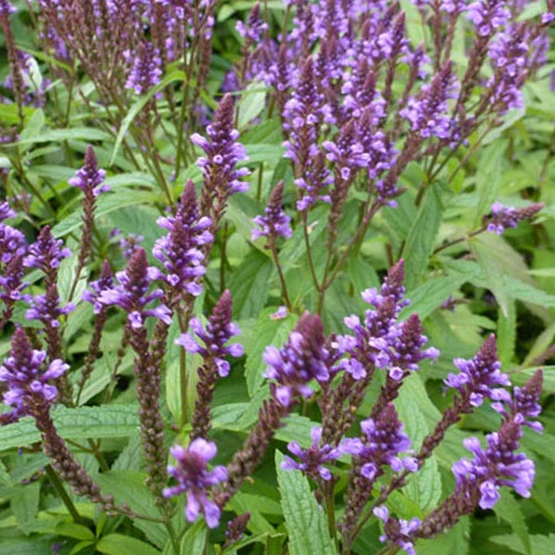 Eisenkraut (Verbena hastata)