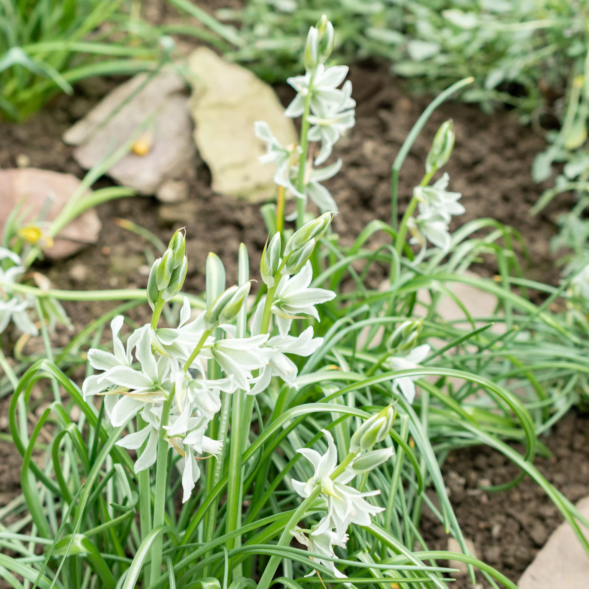 Ornithogalum Saundersiae