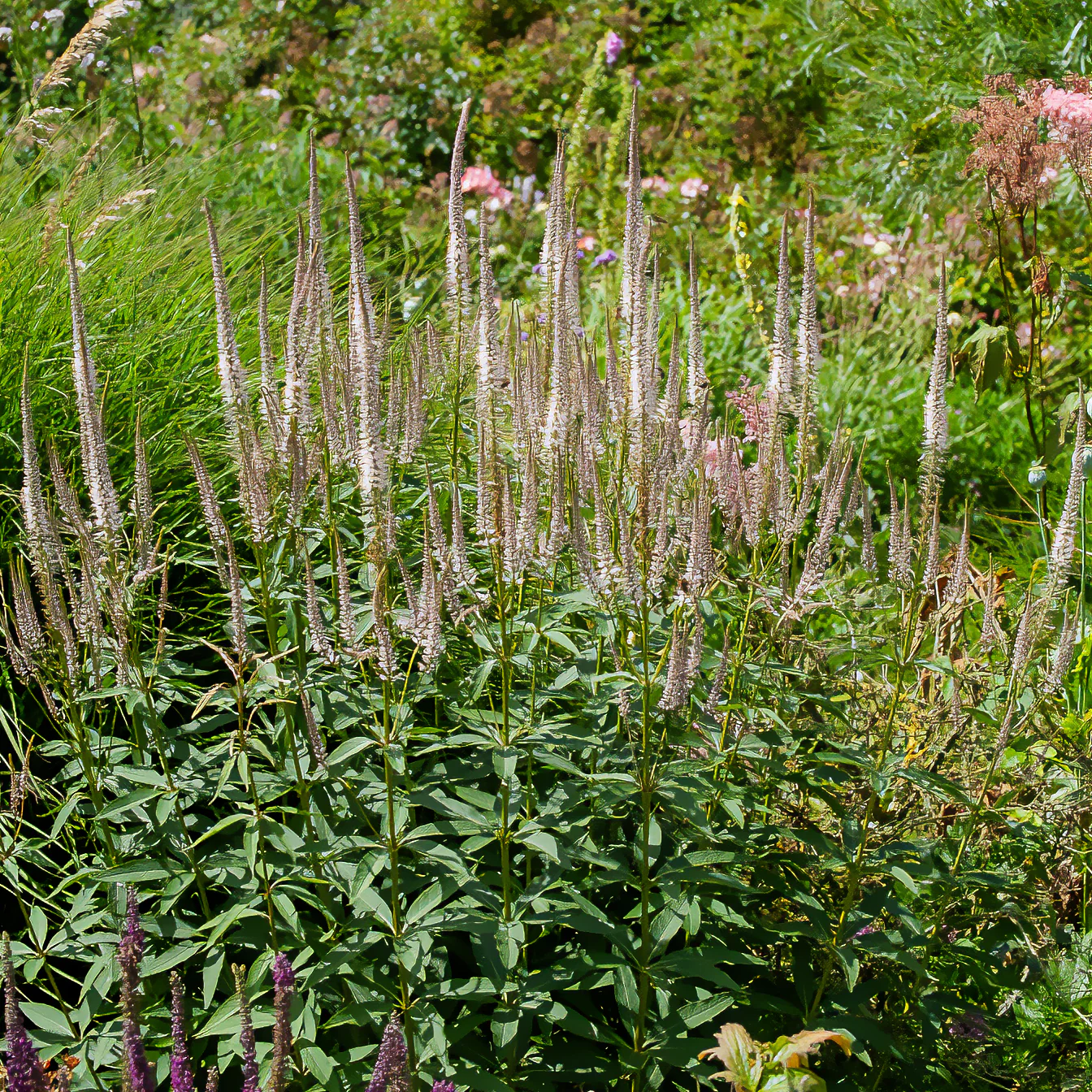 Virginischer Ehrenpreis ‘Roseum’