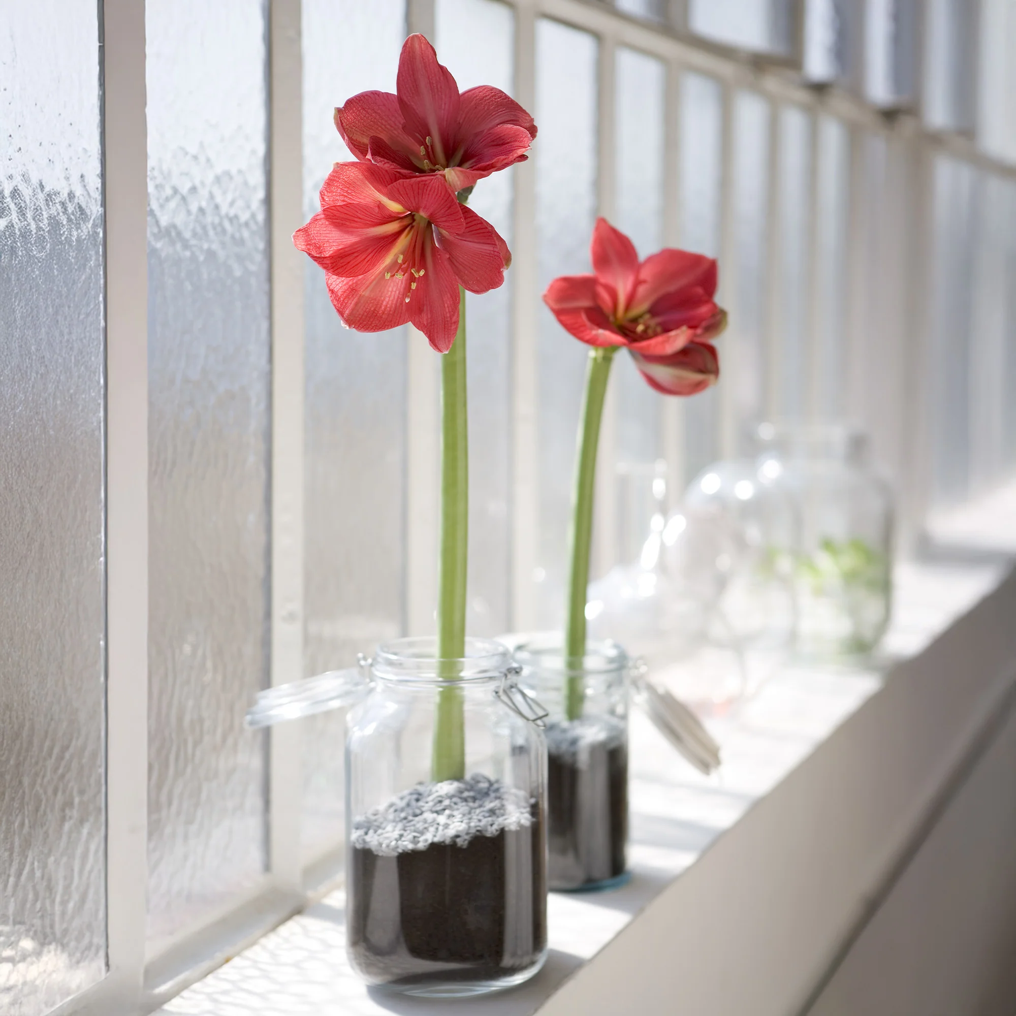 Wachs Amaryllis  Magic Rosé Gold - Image 3