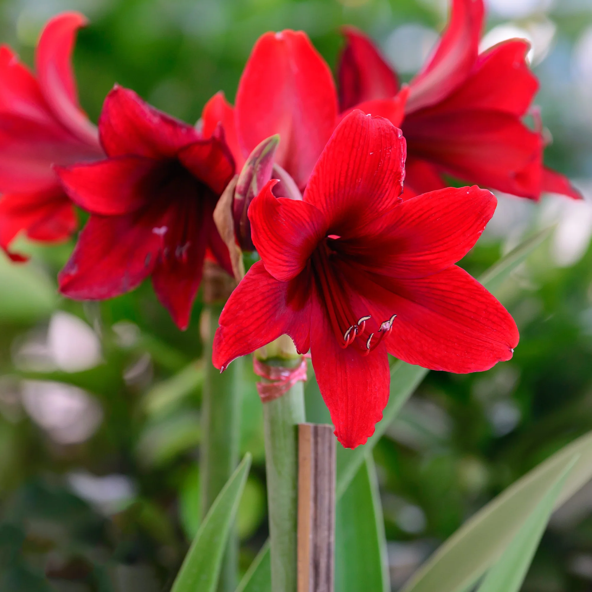 Wachs Amaryllis  Magic Rosé Gold - Image 4