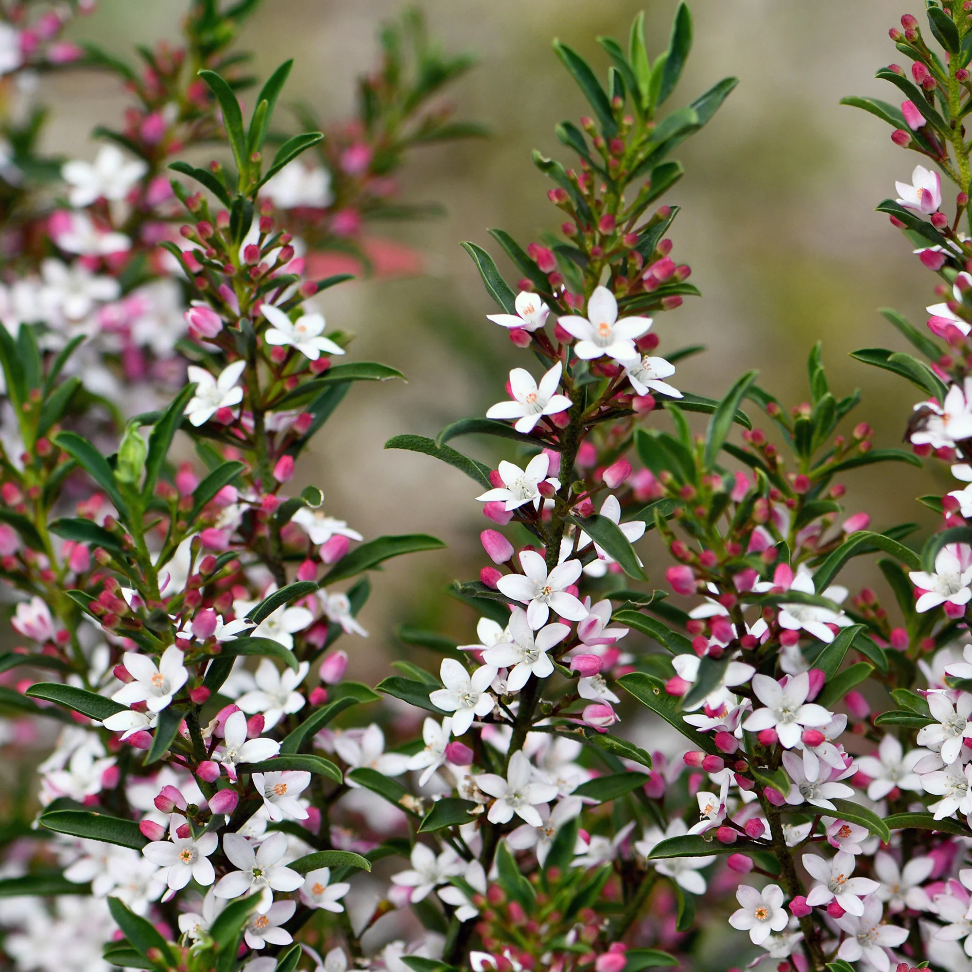 Wachs-Blume - Image 2