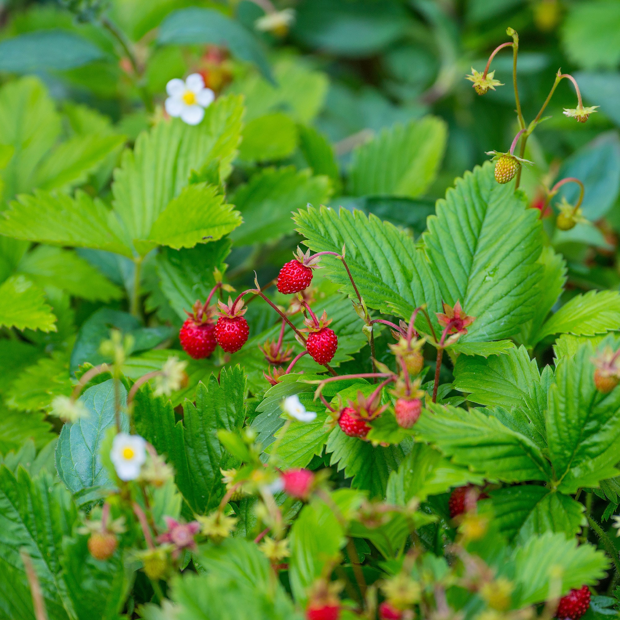 Wald-Erdbeere - Image 2