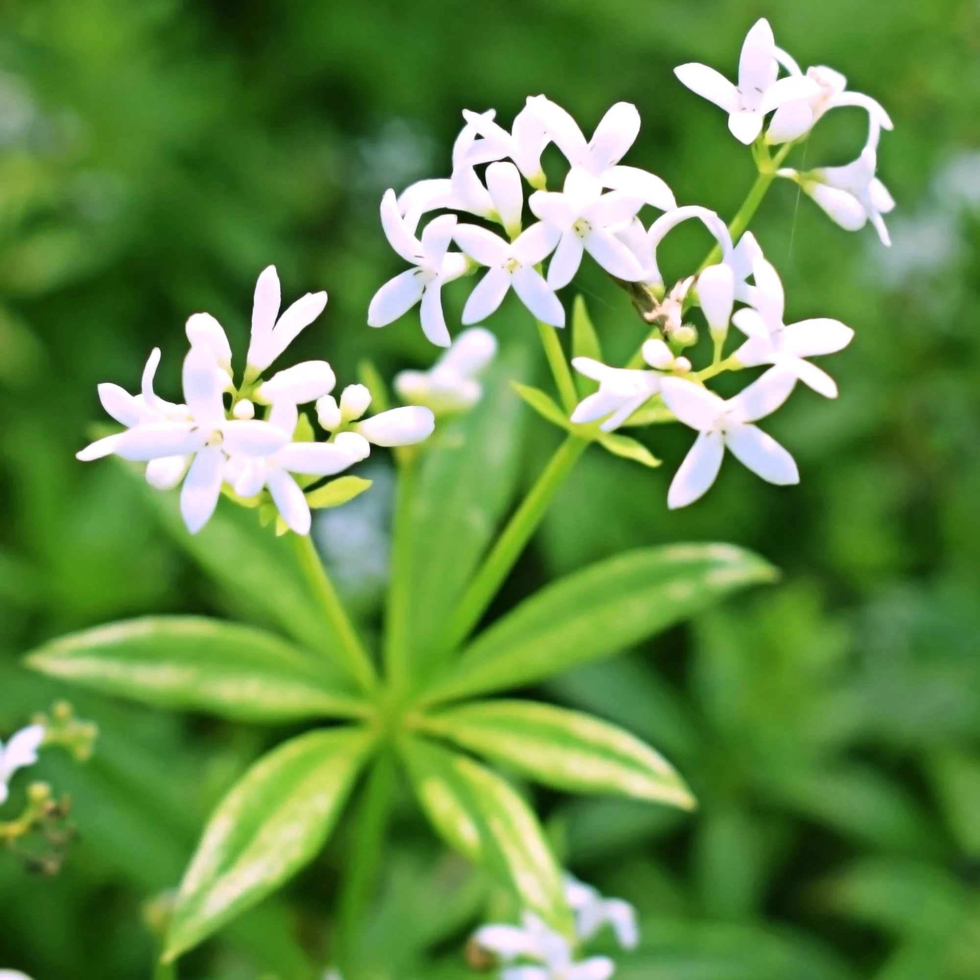 Waldmeister - Image 3