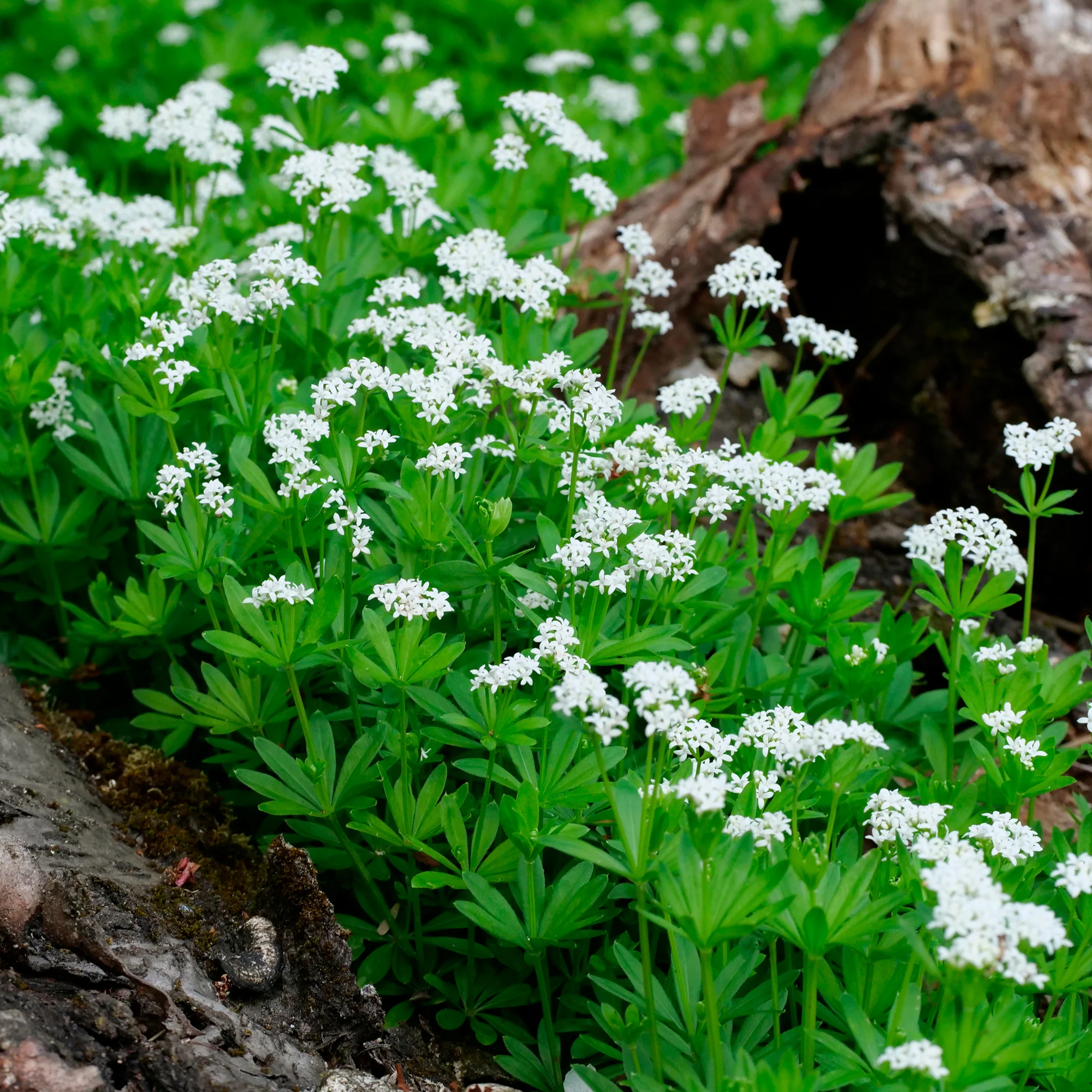 Waldmeister - Image 4