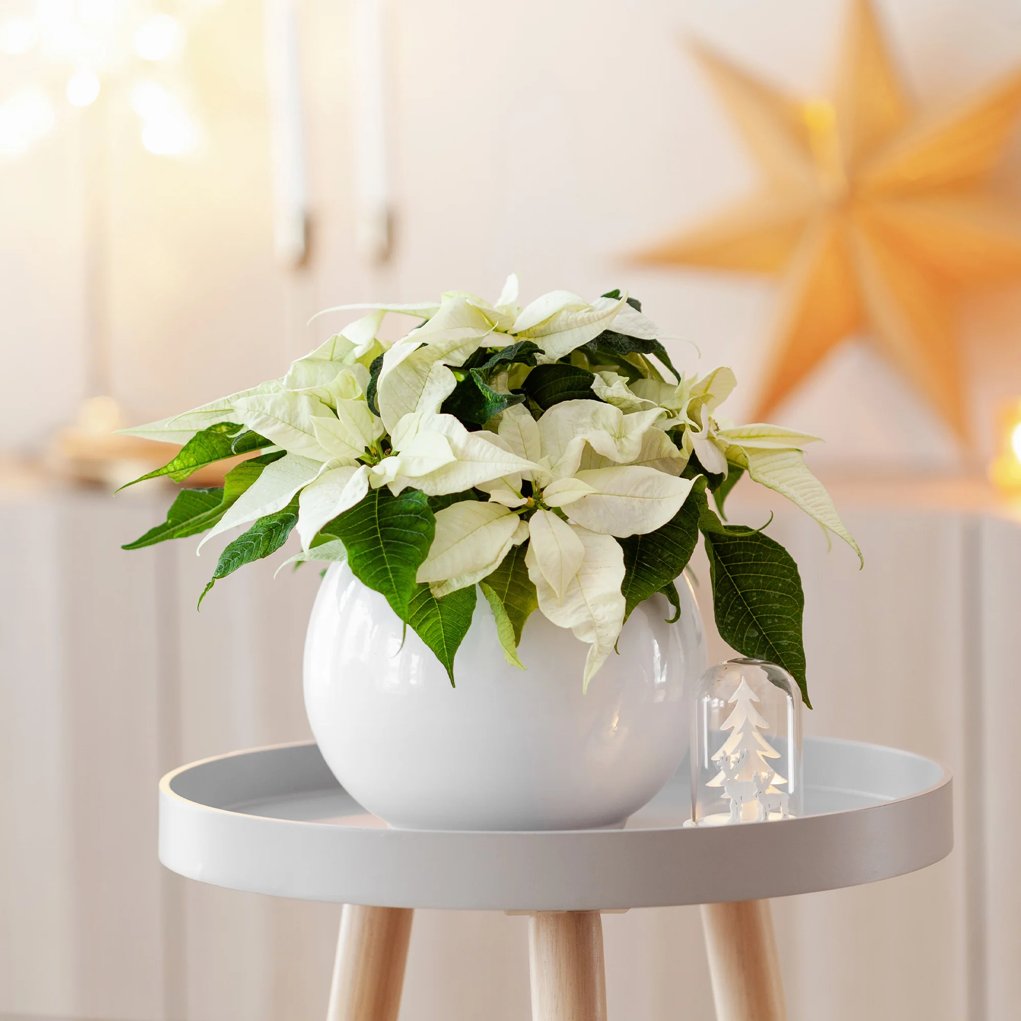 Weiße Poinsettia - Image 3