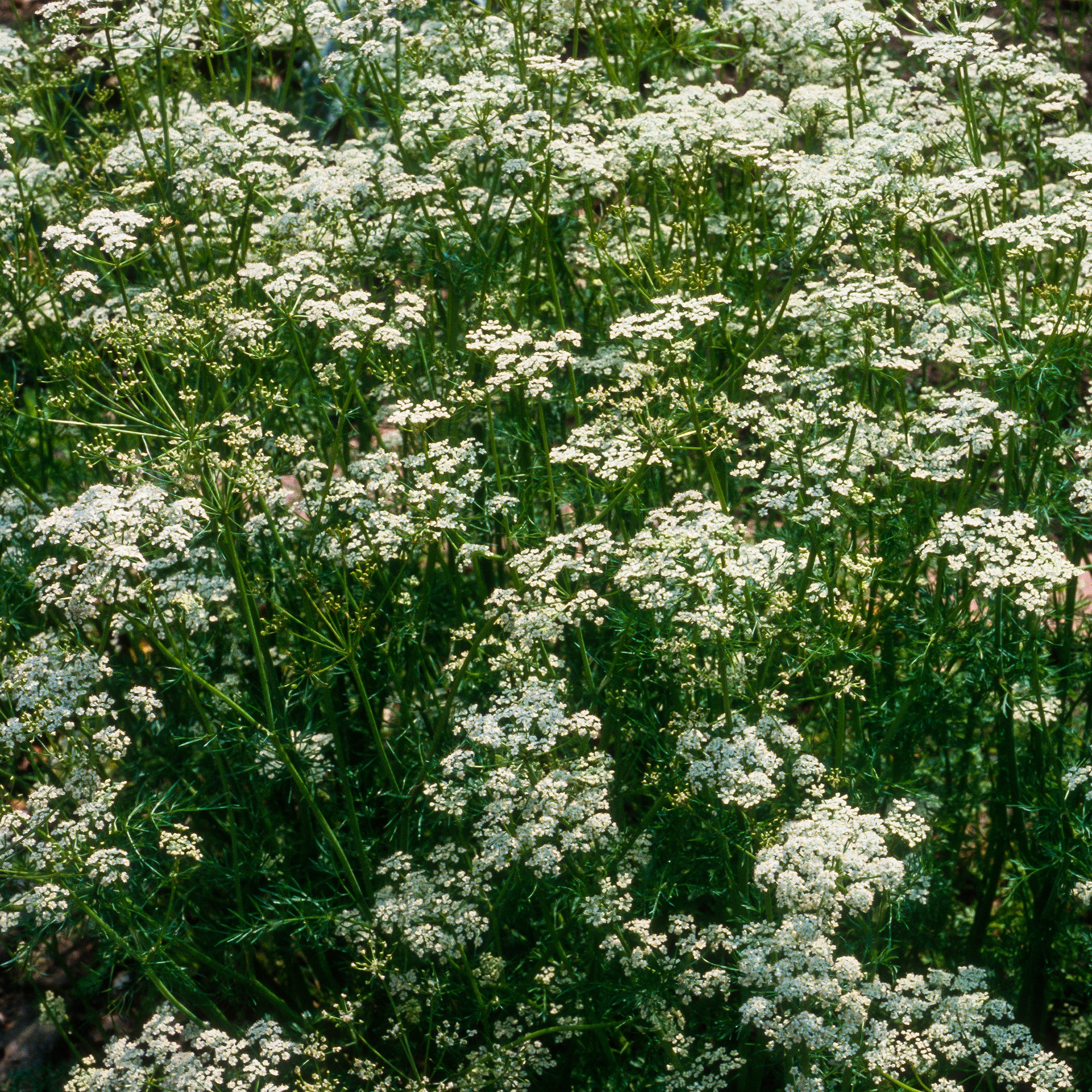 Wiesen-Kümmel - Image 2