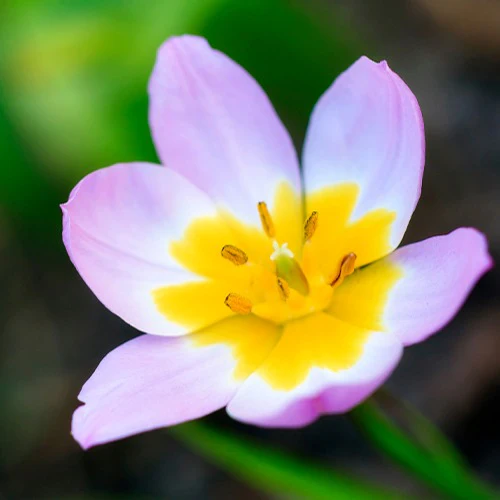 Wildtulpen bakeri Lilac Wonder (x10) - Image 3