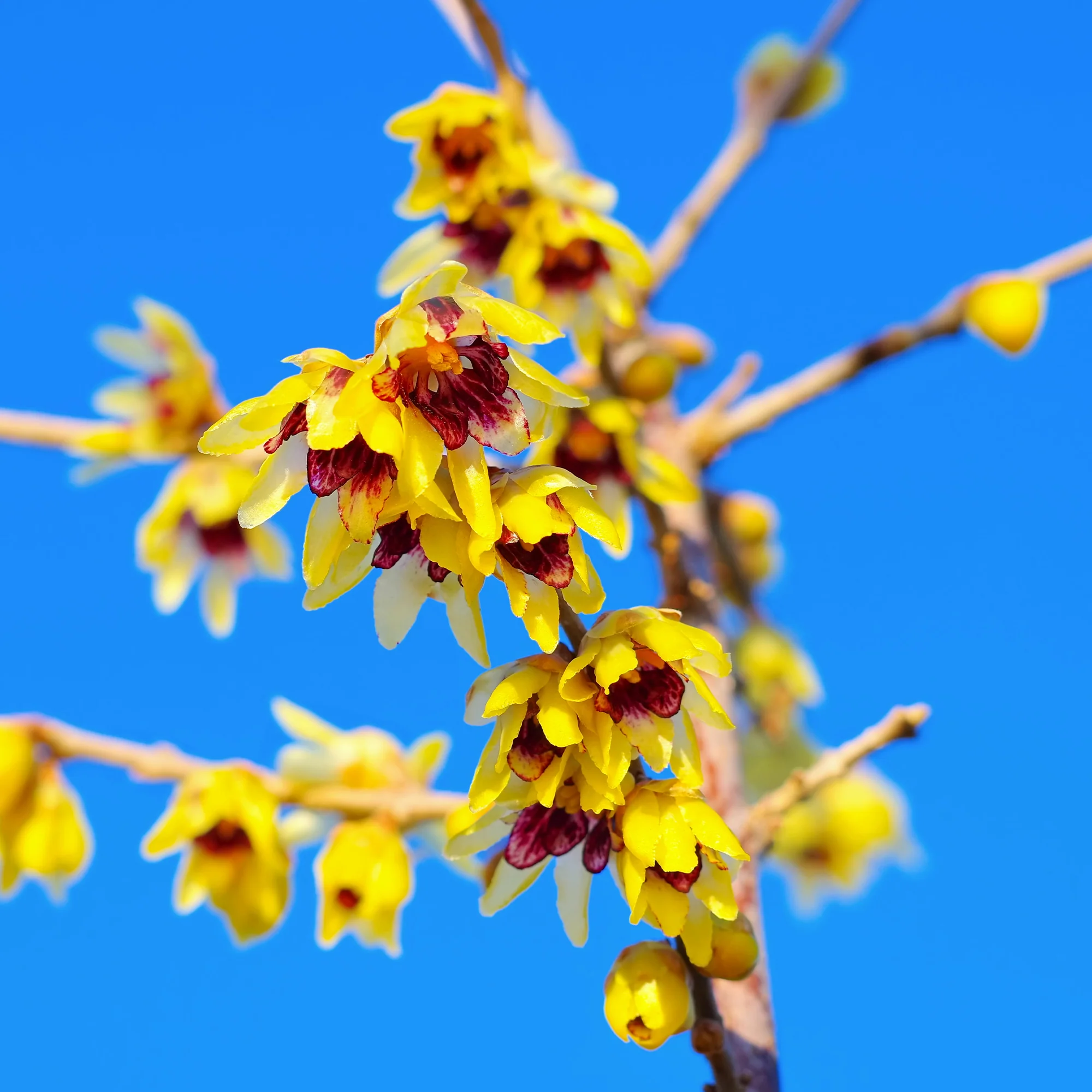 Winterblüte