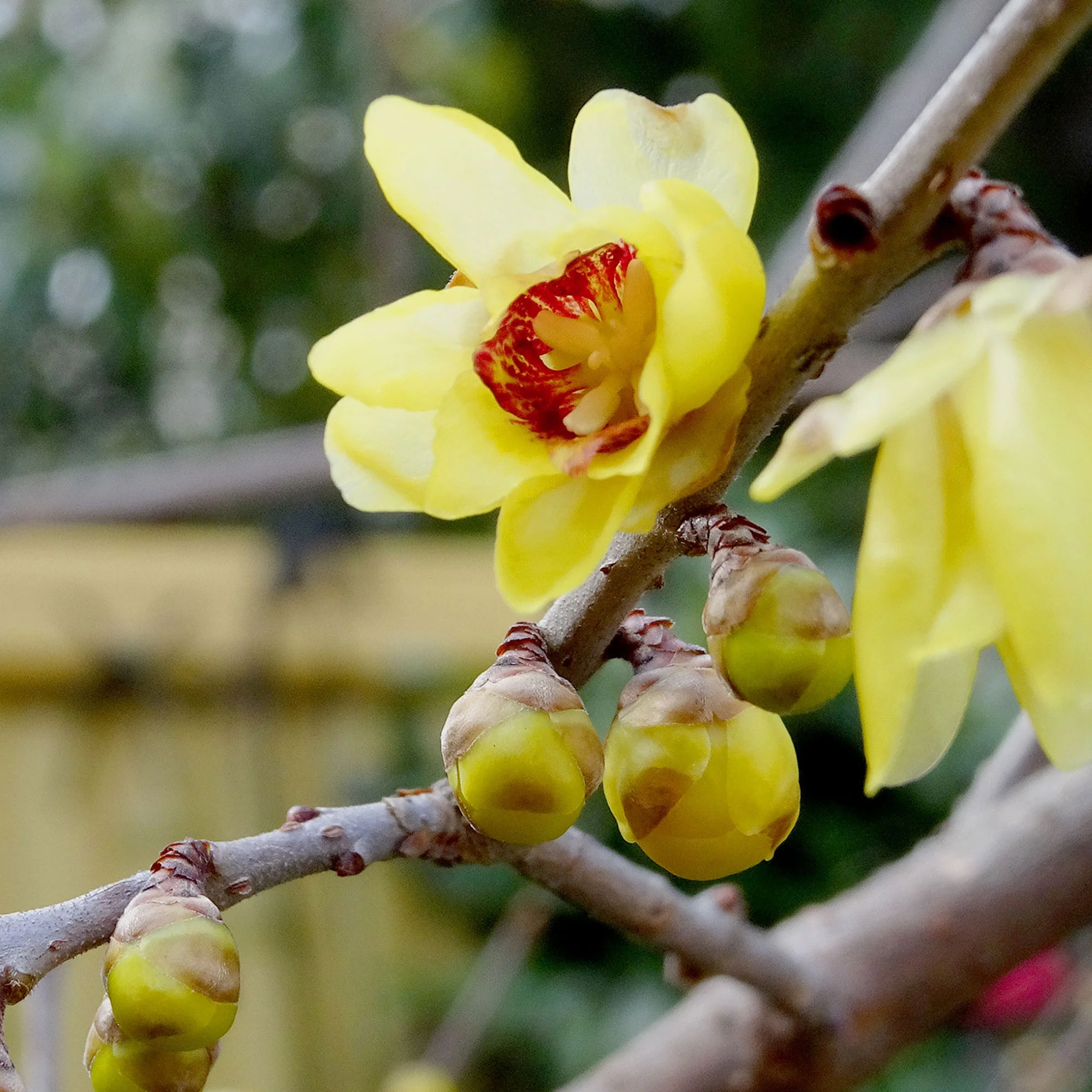Winterblüte - Image 3