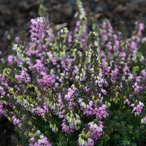 Winterheide Lea