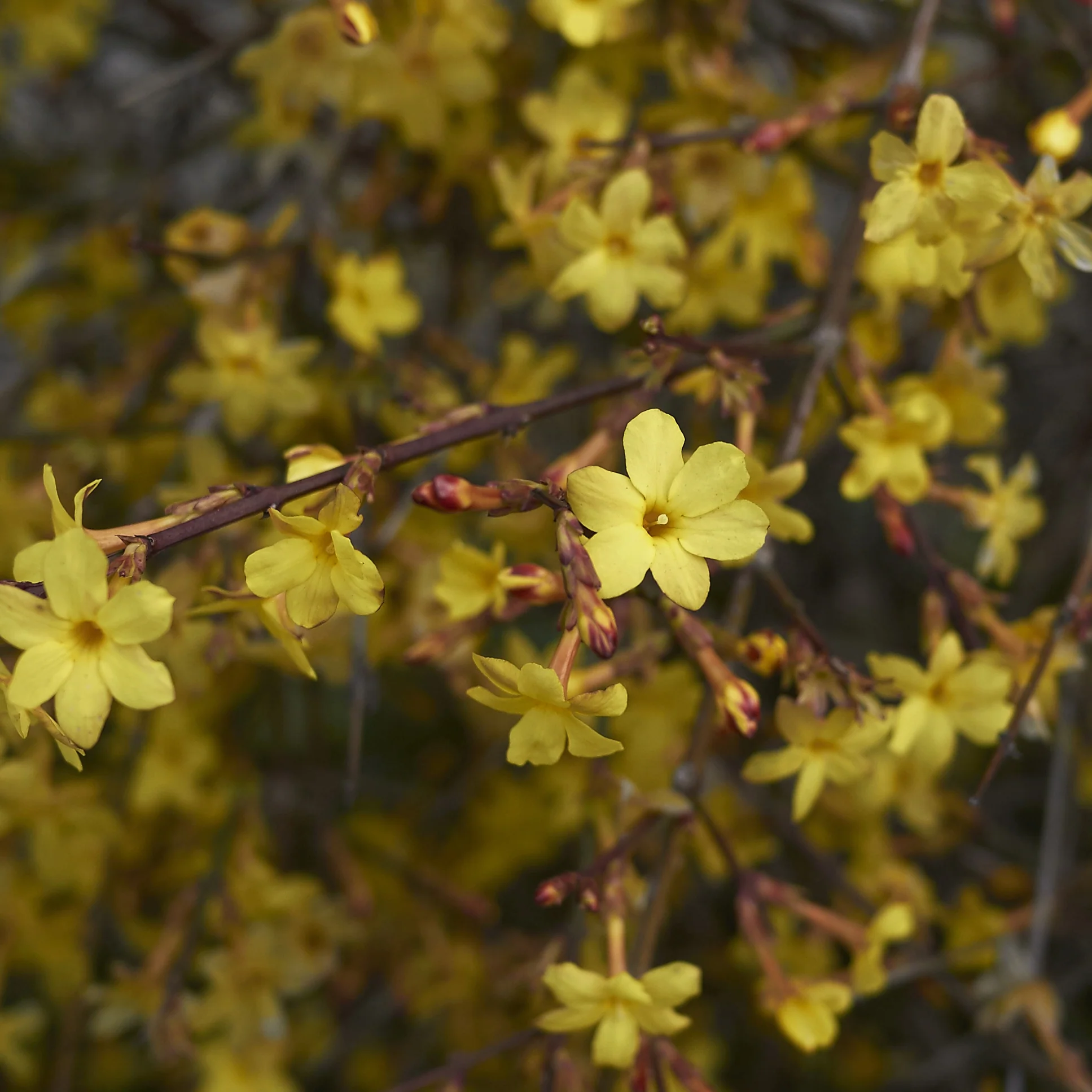 Winterjasmin - Image 5