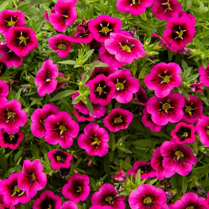 Zauberglöckchen Good Night Kiss (x3) - Image 2