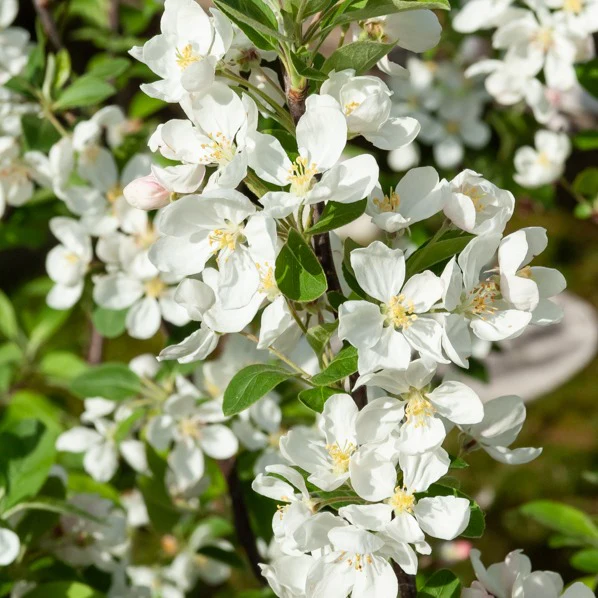 Zierapfel ‘Evereste’