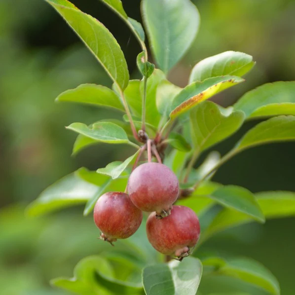Zierapfel ‘Evereste’ - Image 5