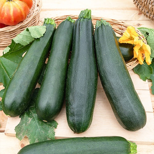 Zucchini Black Beauty - Image 4