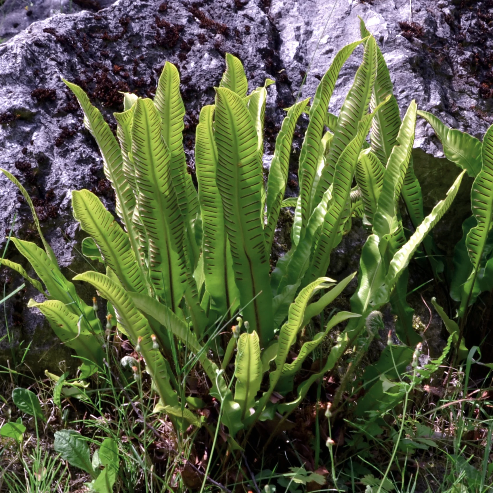 Hirschzungenfarn - Image 3