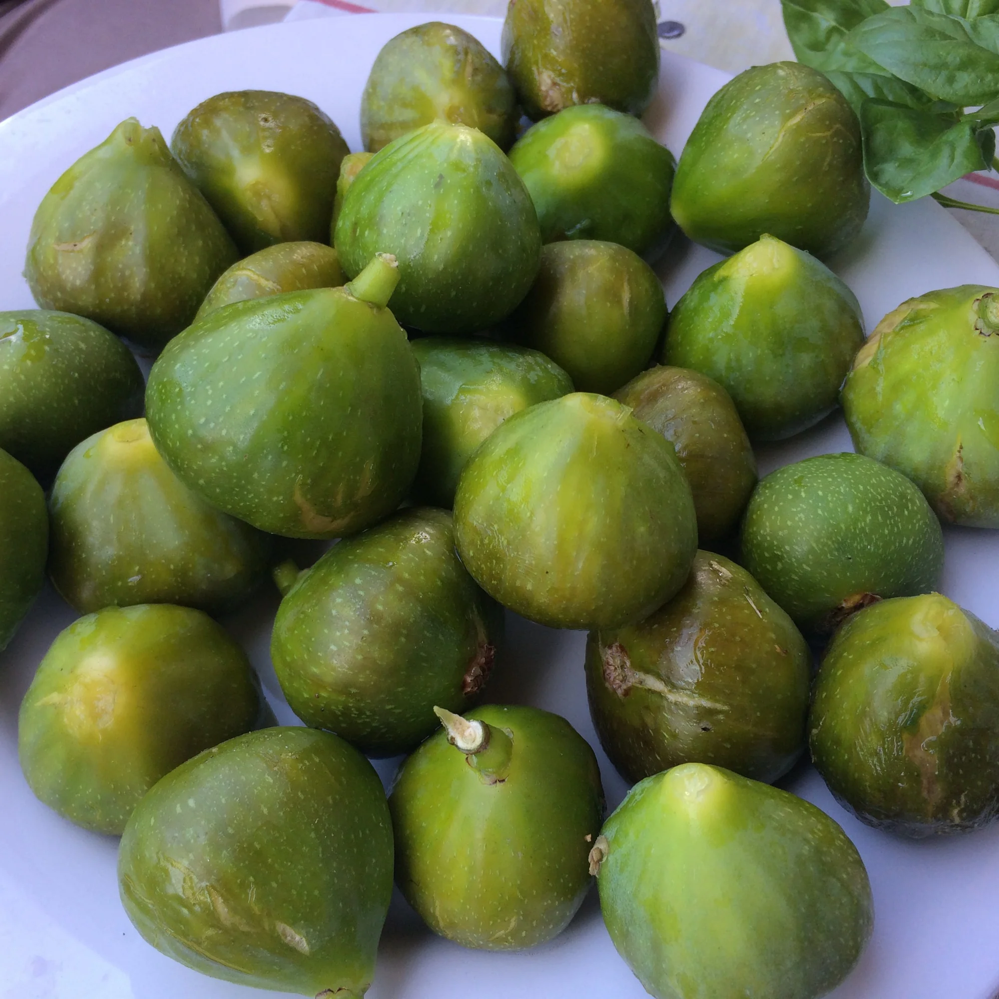 Zwergfeige Ficcolino - Image 2